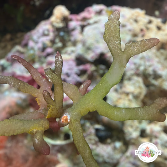 Rainbow Finger Macroalgae | Unknown sp