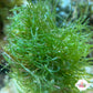 Maiden’s Hair Macroalgae | Chlorodesmis sp.
