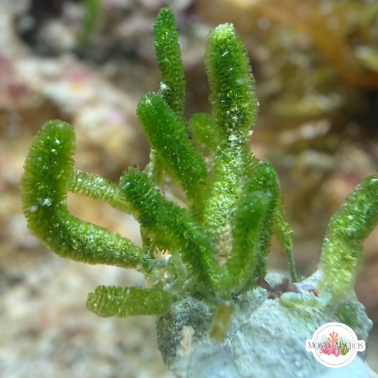 Fern Finger Macroalgae | Batophora sp.