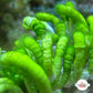 Ringed Finger Macroalgae | Neomeris annulata