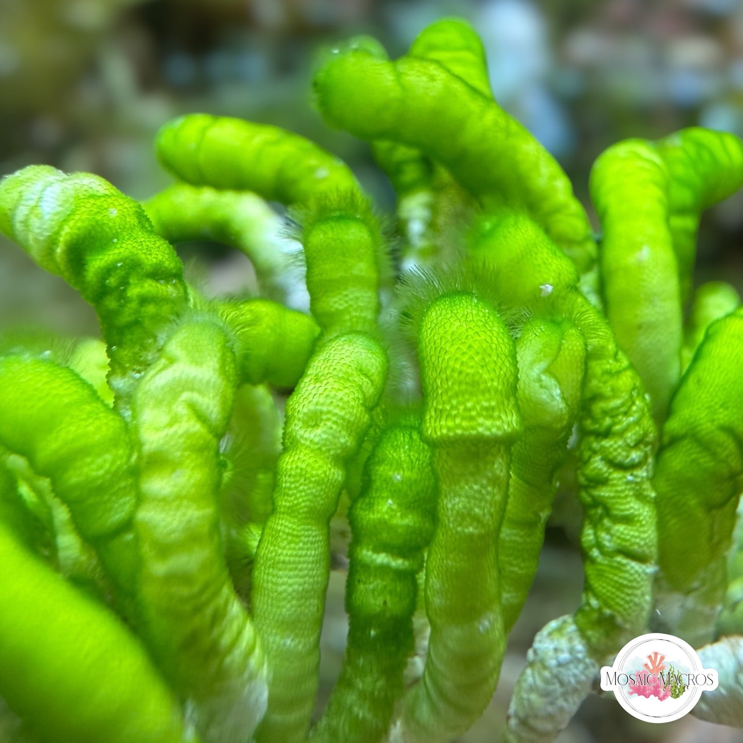 Ringed Finger Macroalgae | Neomeris annulata
