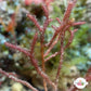 Fuzzy Antler Macroalgae | Digenea simplex