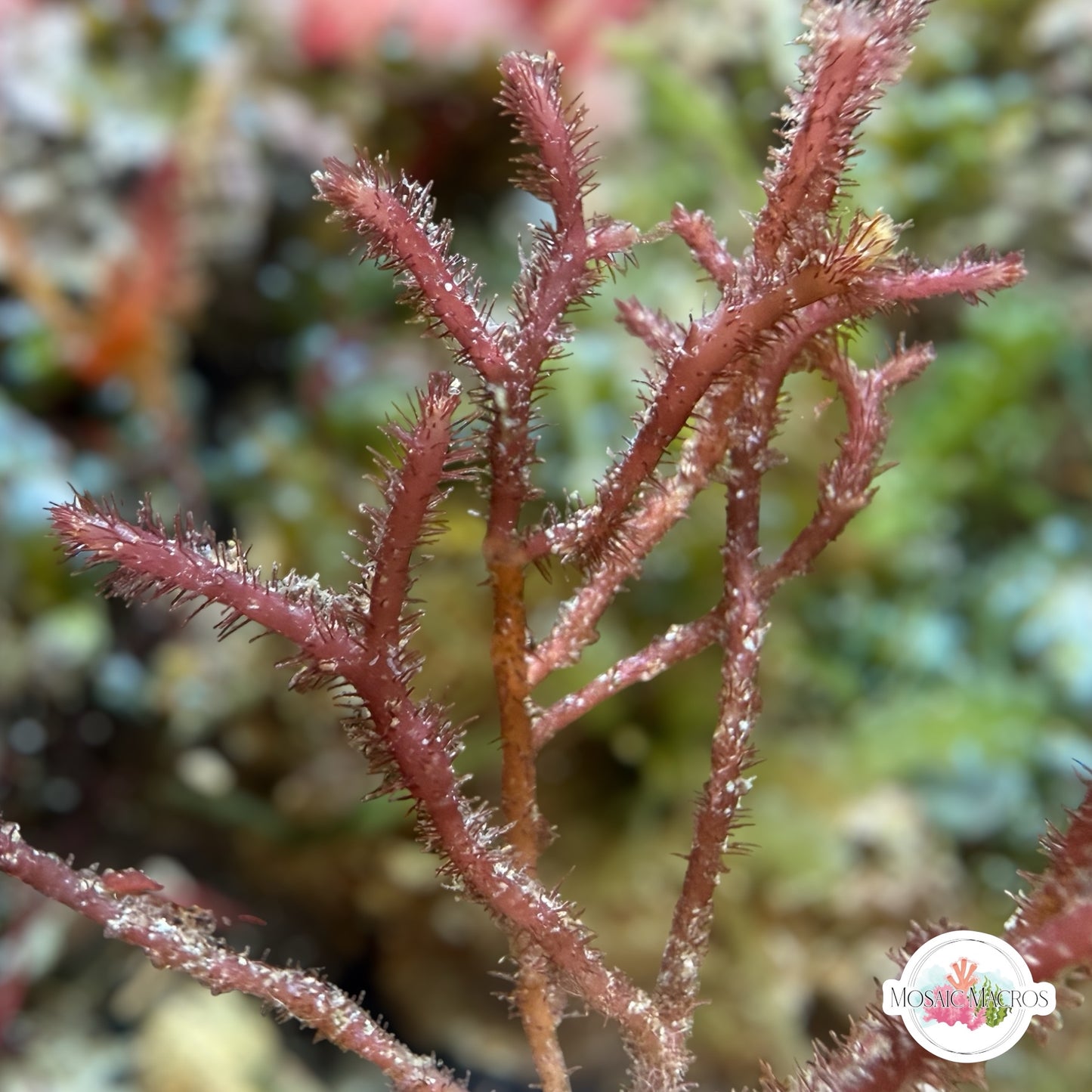 Fuzzy Antler Macroalgae | Digenea simplex