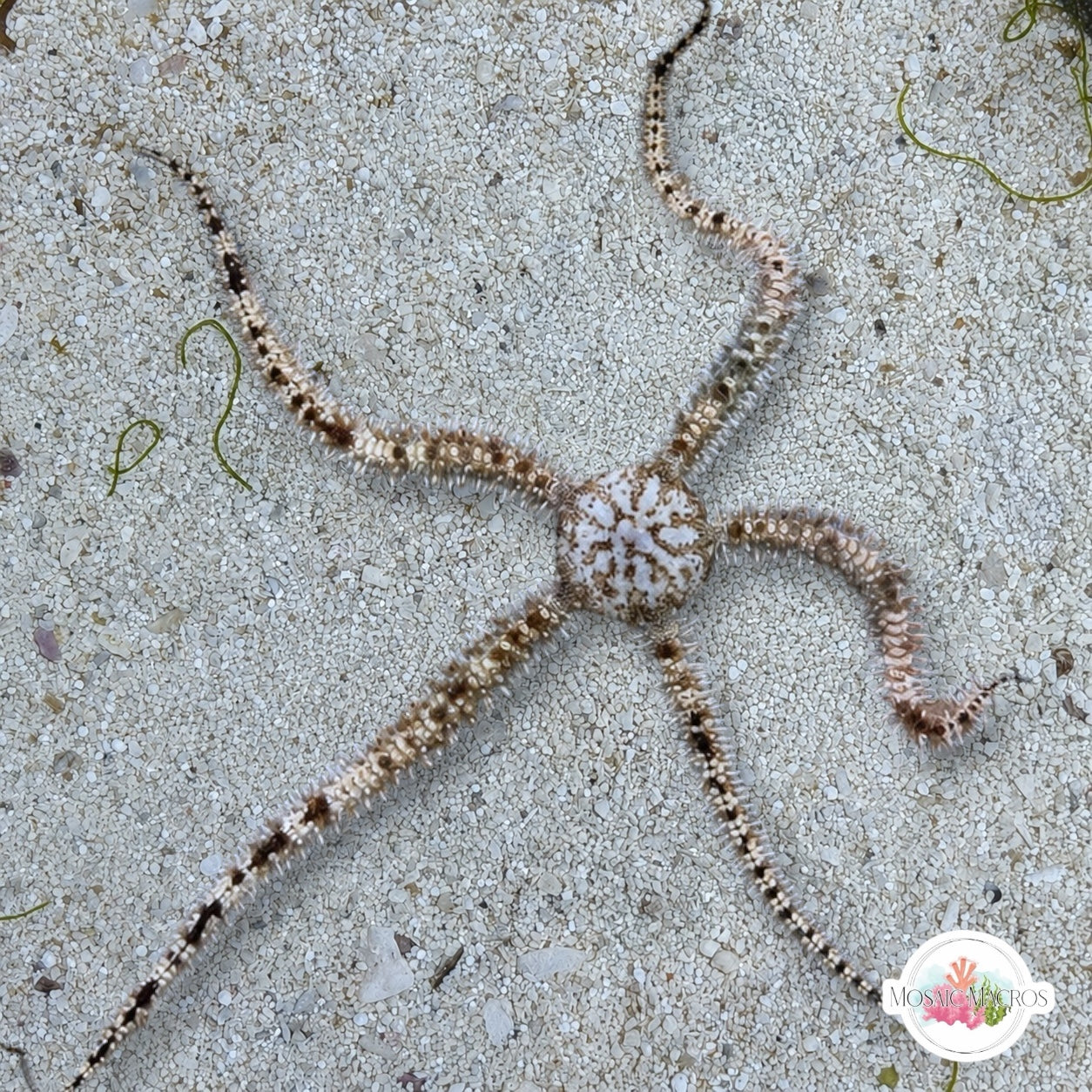 Cookies & Cream Blunt-Spined Brittle Star | Ophiocoma echinata