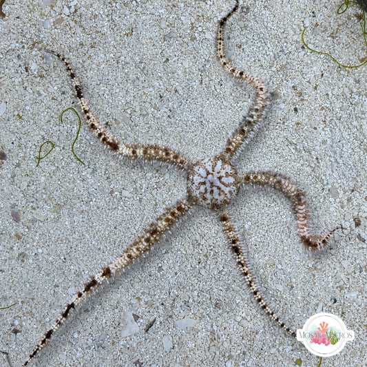 Cookies & Cream Blunt-Spined Brittle Star | Ophiocoma echinata