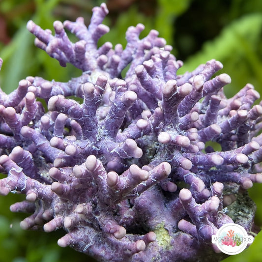 Staghorn Coralline Macroalgae | Neogoniolithon strictum