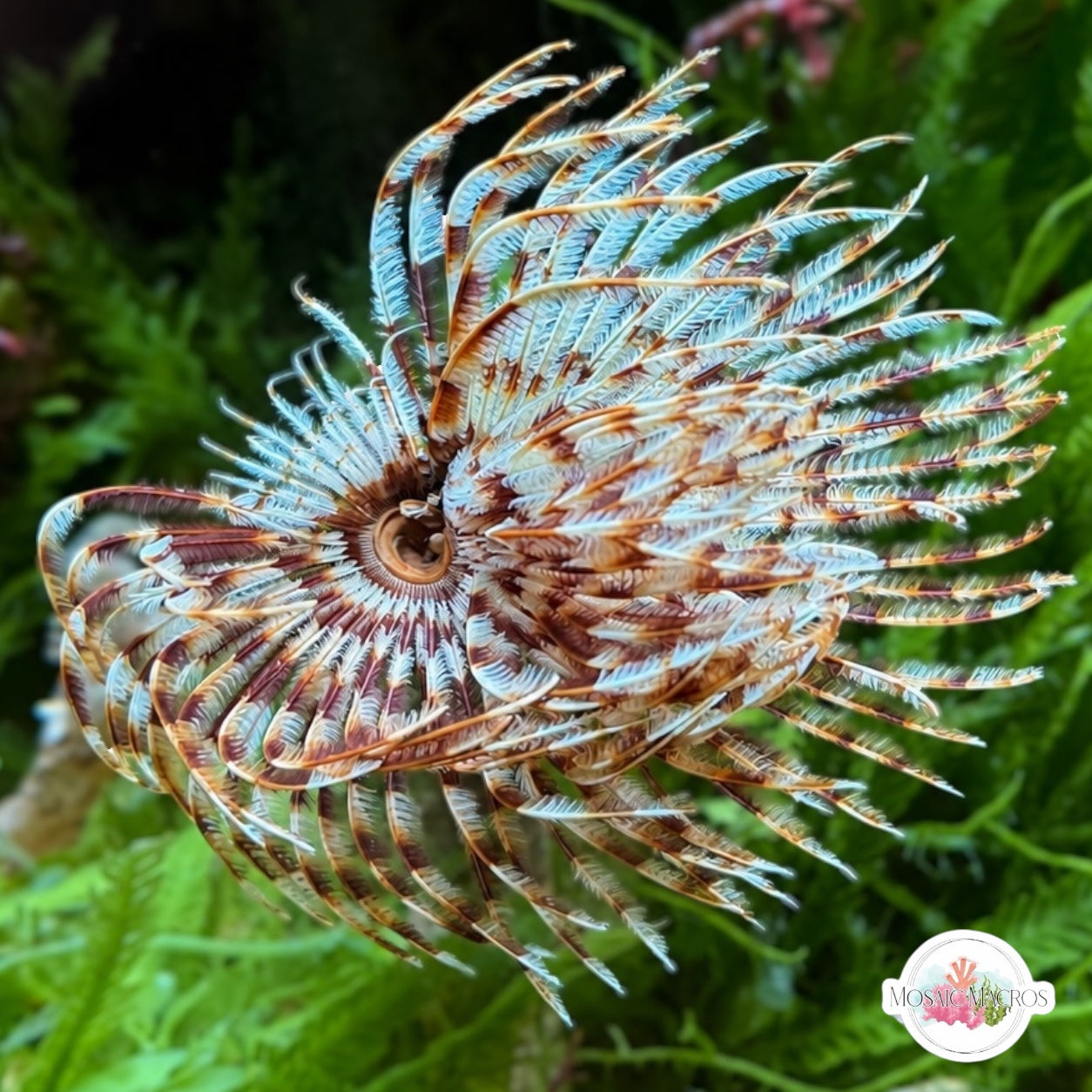 Indian Feather Duster | Sabellastarte spectabilis