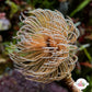 Southern Fanworm Feather Duster | Sabellastarte australiensis