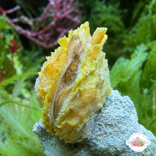 Thorny Rock Oyster | Pteriidae spp.