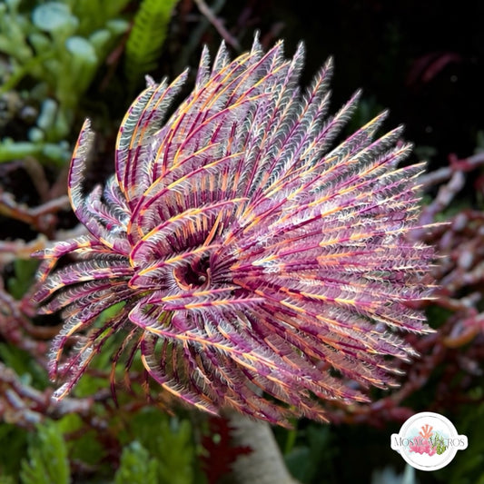 Halloween Feather Duster | Sabellastarte spectabilis