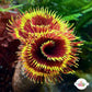 Royal Sun Feather Duster | Sabellastarte sp.