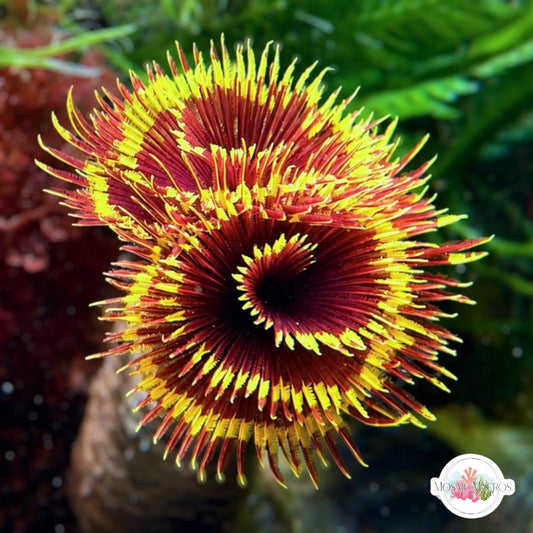 Royal Sun Feather Duster | Sabellastarte sp.