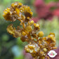 Sawtooth Kelp Macroalgae | Sargassum ilicifolium