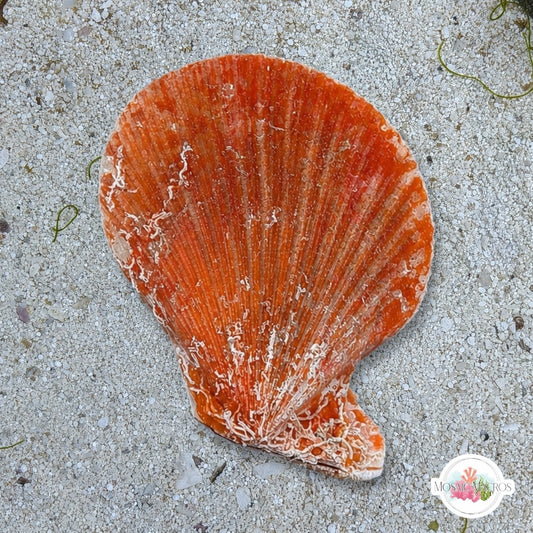 Orange Sentis Scallop | Caribachlamys sentis