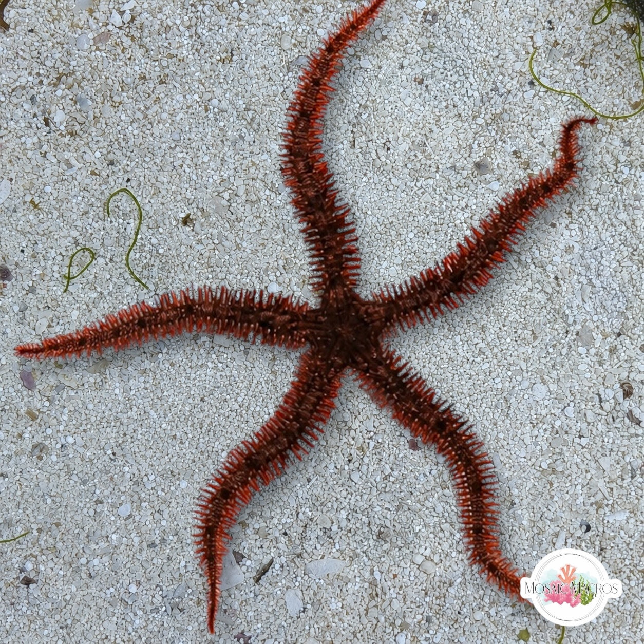 Red Spiny Brittle Star | Ophiocoma wendtii