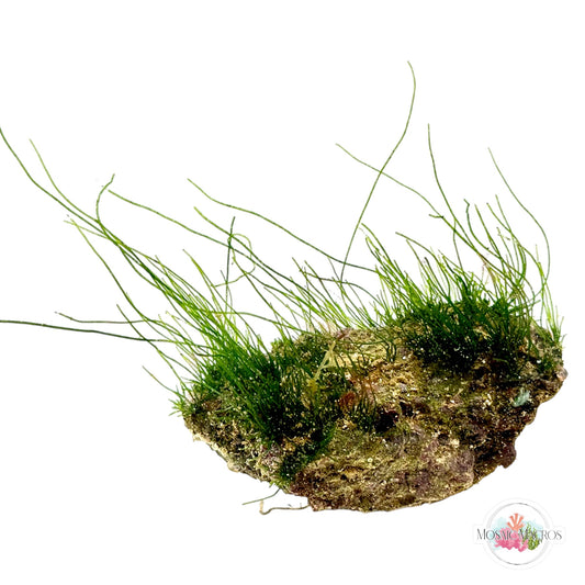 WYSWYG Seagrass Chaeto