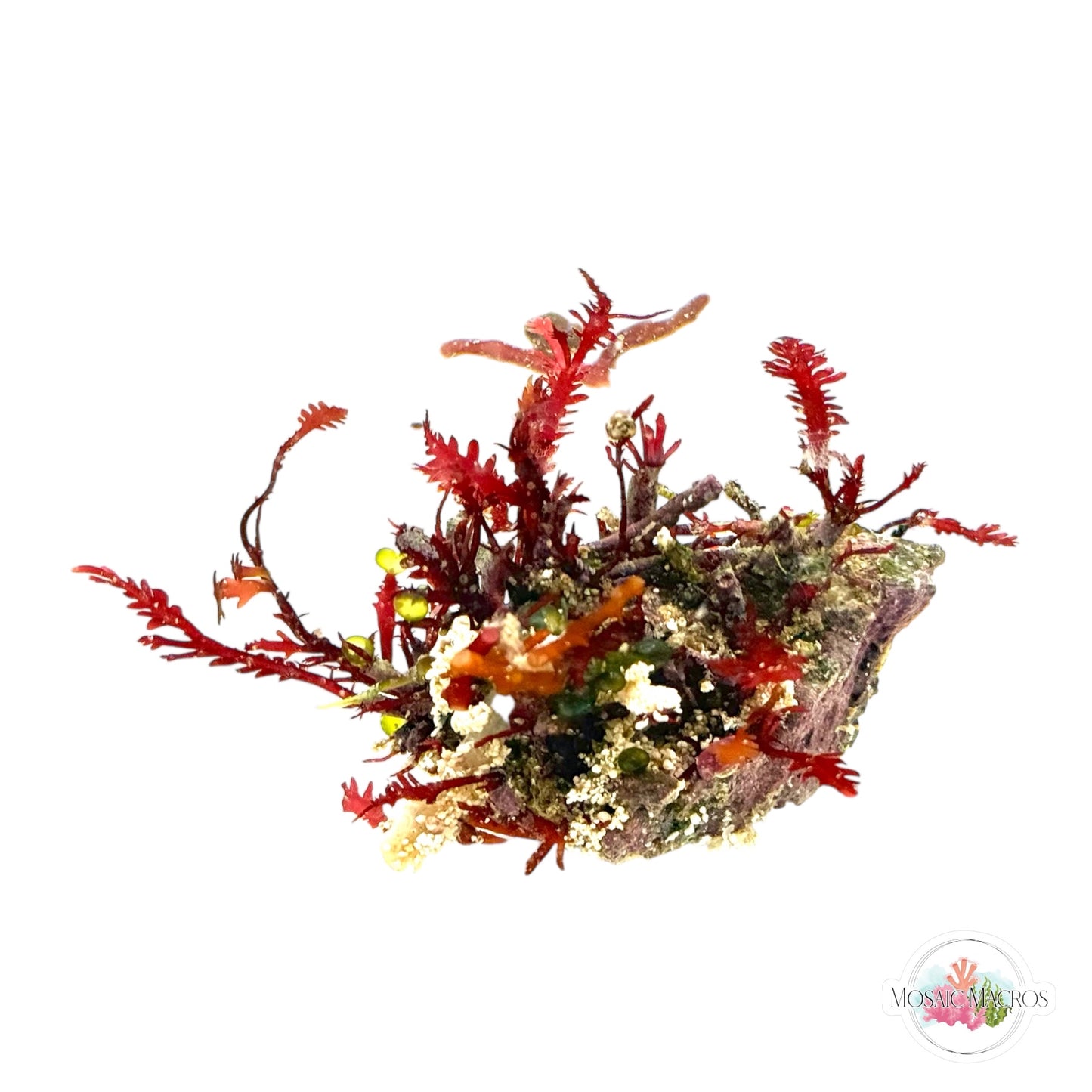 WYSWYG NANO Red Fern
