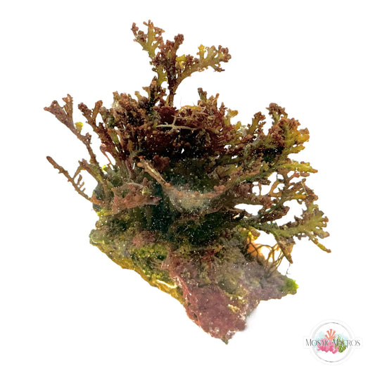 WYSWYG Purple Laurencia