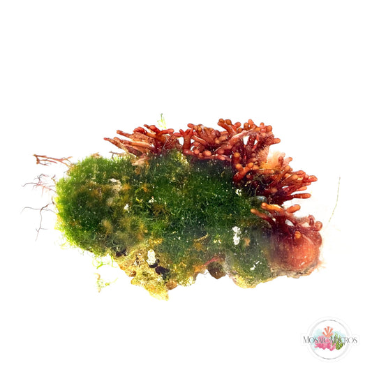 WYSWYG Branching Hex & Maiden’s Hair