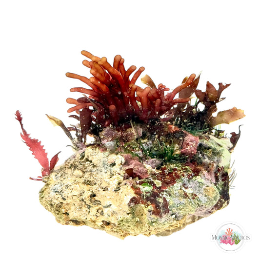 WYSWYG Branching Hex, Crimson Blade, & Purple Flames