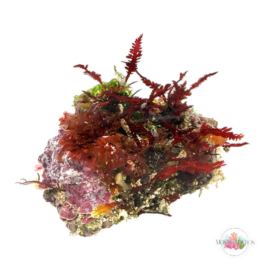 WYSWYG Red Fern, Red Turf, Seagrass Chaeto, & Plating Coralline