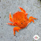 Helmet Sponge Crab | Moreiradromia antillensis