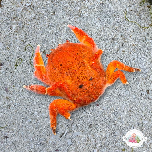 Helmet Sponge Crab | Moreiradromia antillensis