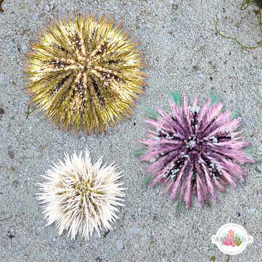 Rainbow Pincushion Urchin | Lytechinus variegatus