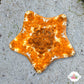 Colorful Biscuit Starfish | Tosia sp.