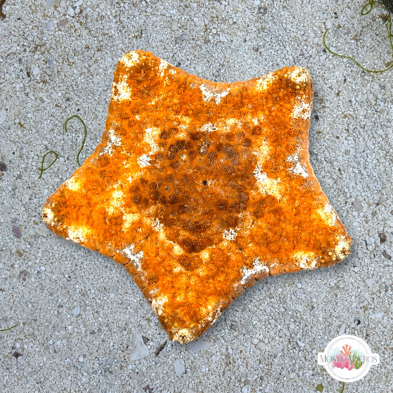 Colorful Biscuit Starfish | Tosia sp.