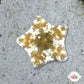 Colorful Biscuit Starfish | Tosia sp.