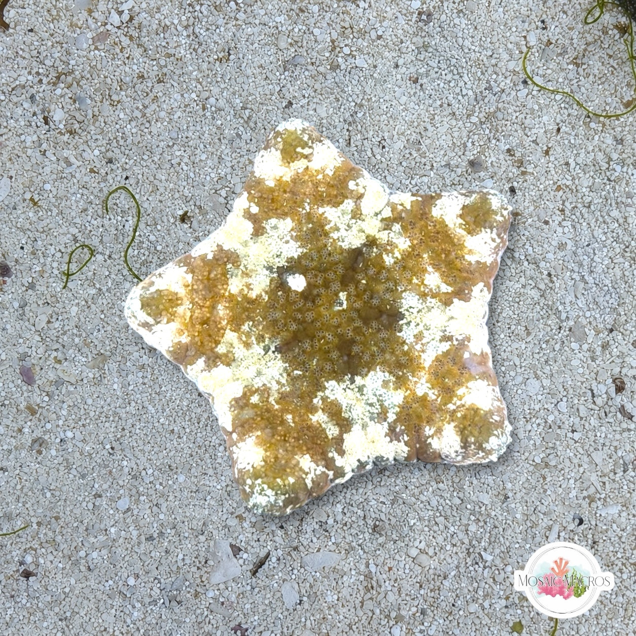 Colorful Biscuit Starfish | Tosia sp.