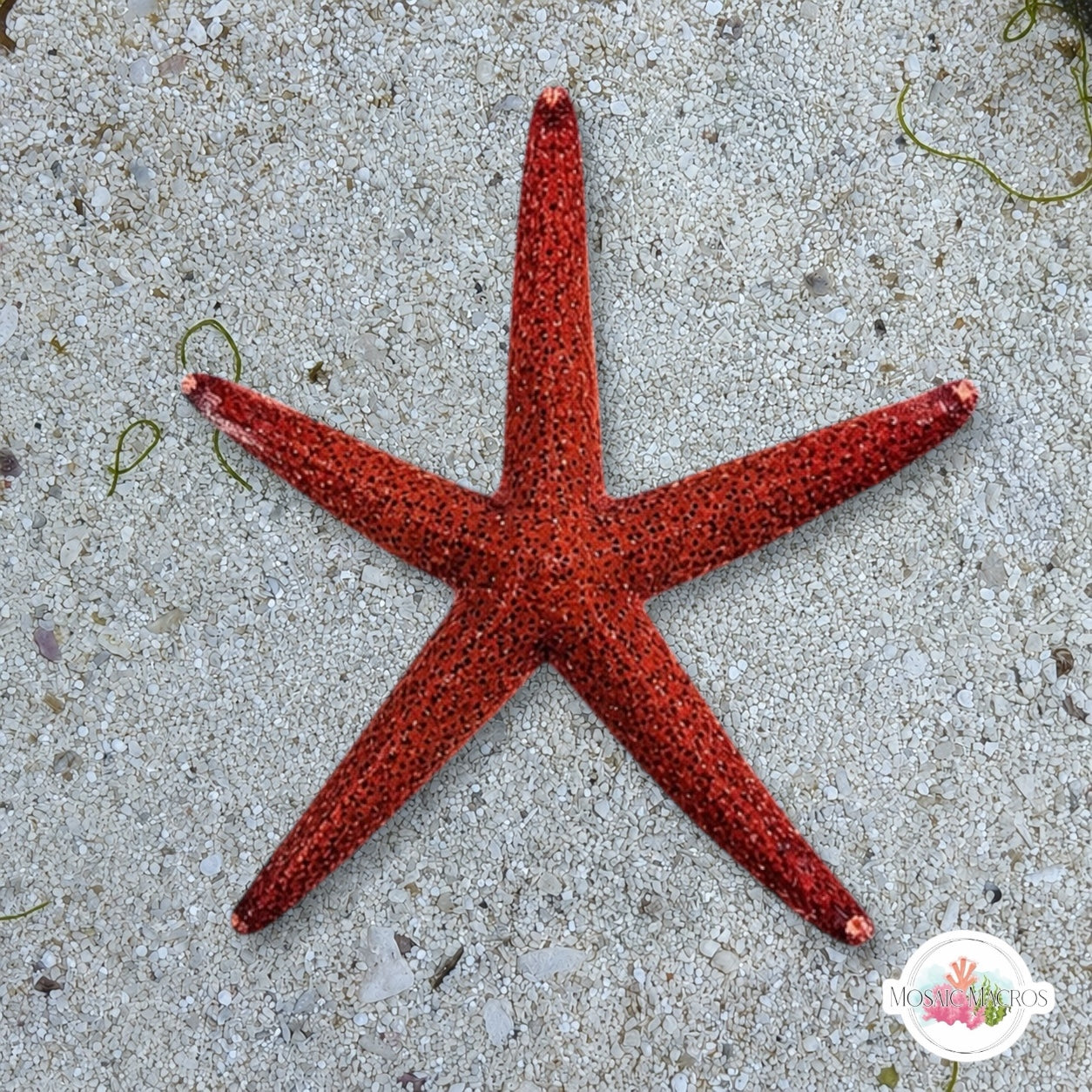 Orange Reef Starfish | Echinaster purpureus
