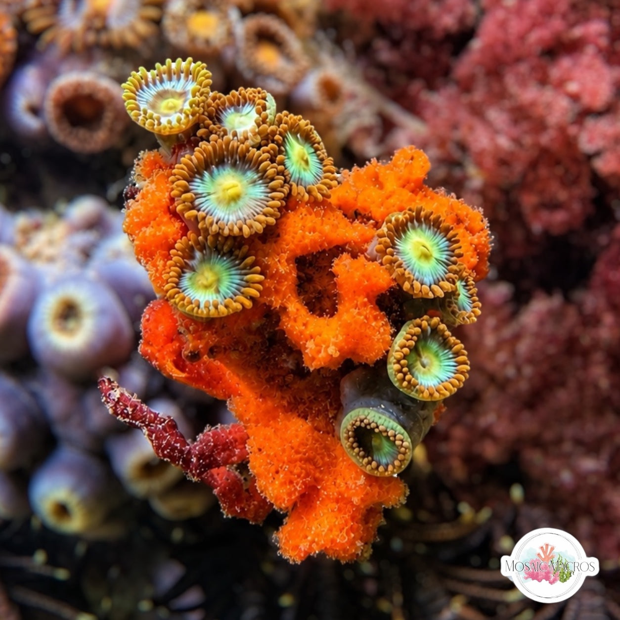 Sponge Decorator Crab | Marcocoeloma trispinosum