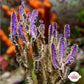 Purple Grooved-Blade Sea Whip Gorgonian | Pterogorgia Guadlupensis