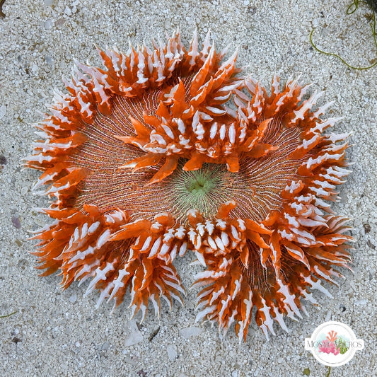Ultra Rock Flower Anemone | Phymanthus crucifer
