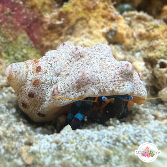 Electric Blue Knuckle Hermit Crab | Calcinus elegans