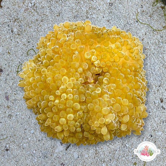 Caribbean Sun Anemone | Stichodactyla helianthu
