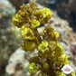 Sawtooth Kelp Macroalgae | Sargassum ilicifolium