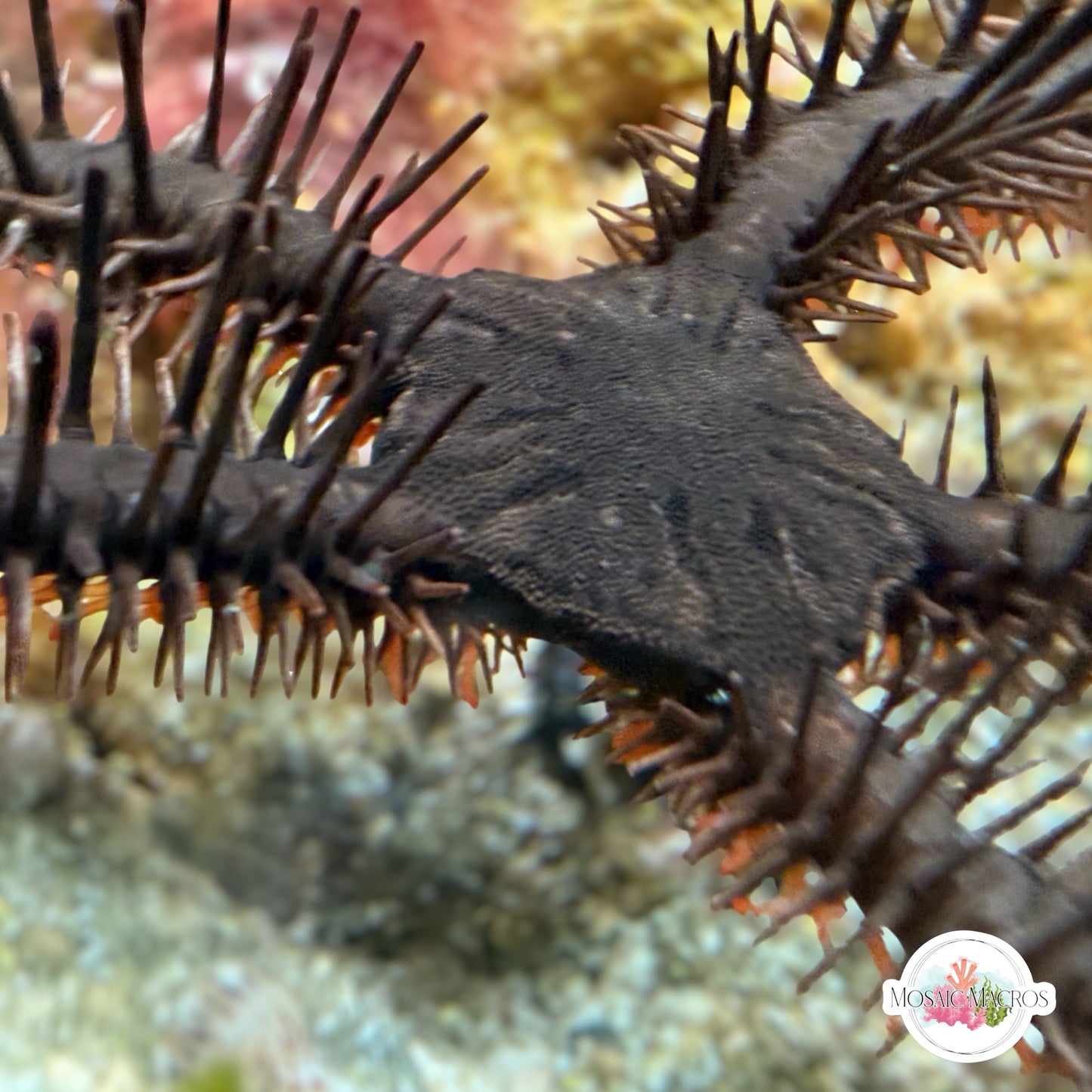 Rusty Brittle Star | Ophiuroids spp.