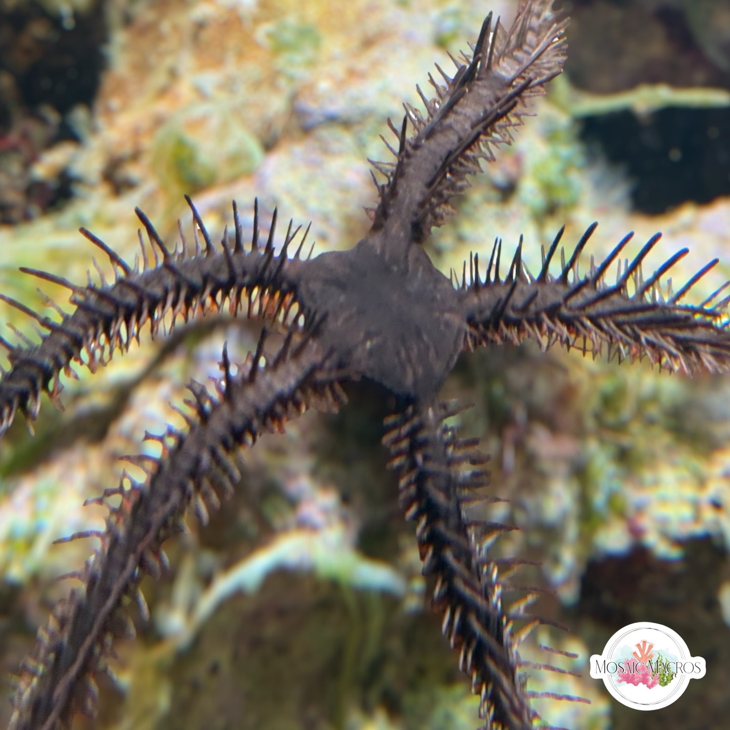 Rusty Brittle Star | Ophiuroids spp.