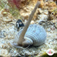 Nassarius Snail | Nassarius sp.