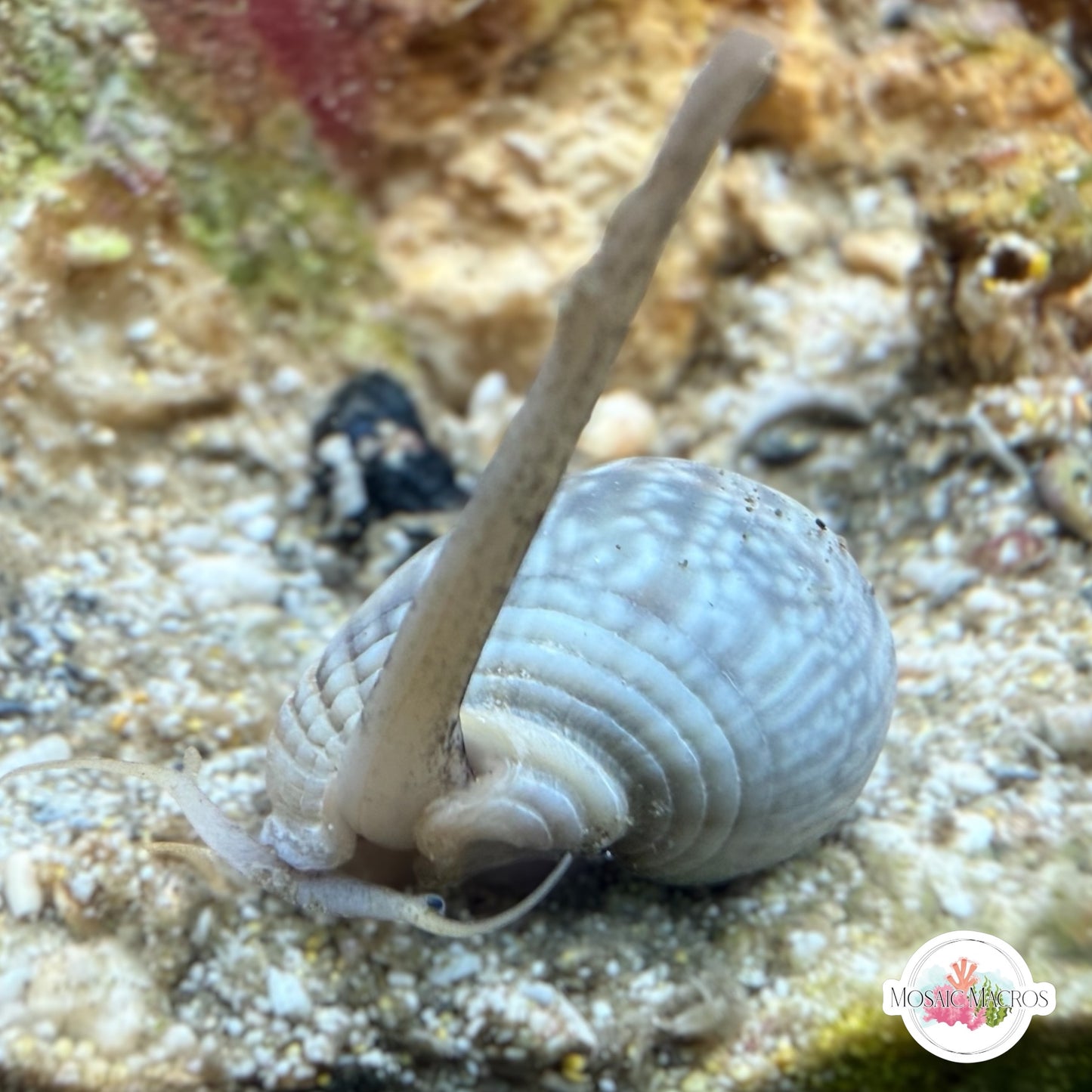 Nassarius Snail | Nassarius sp.