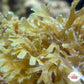 Stubby Forked Macroalgae | Dictyota sp.