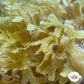 Stubby Forked Macroalgae | Dictyota sp.