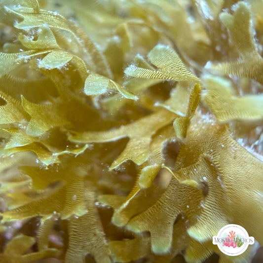 Stubby Forked Macroalgae | Dictyota sp.
