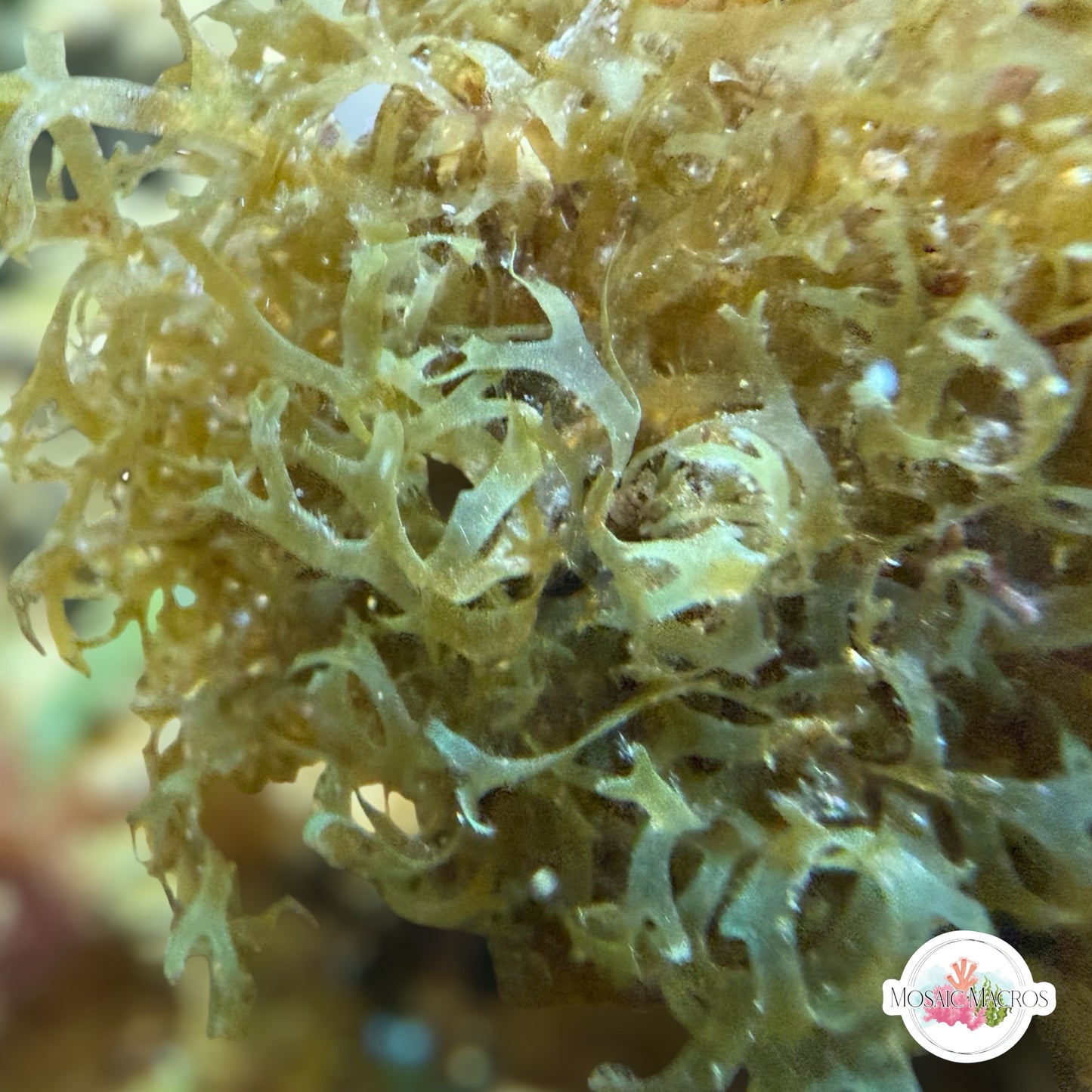 Iridescent Forked Macroalgae | Dictyota sp.