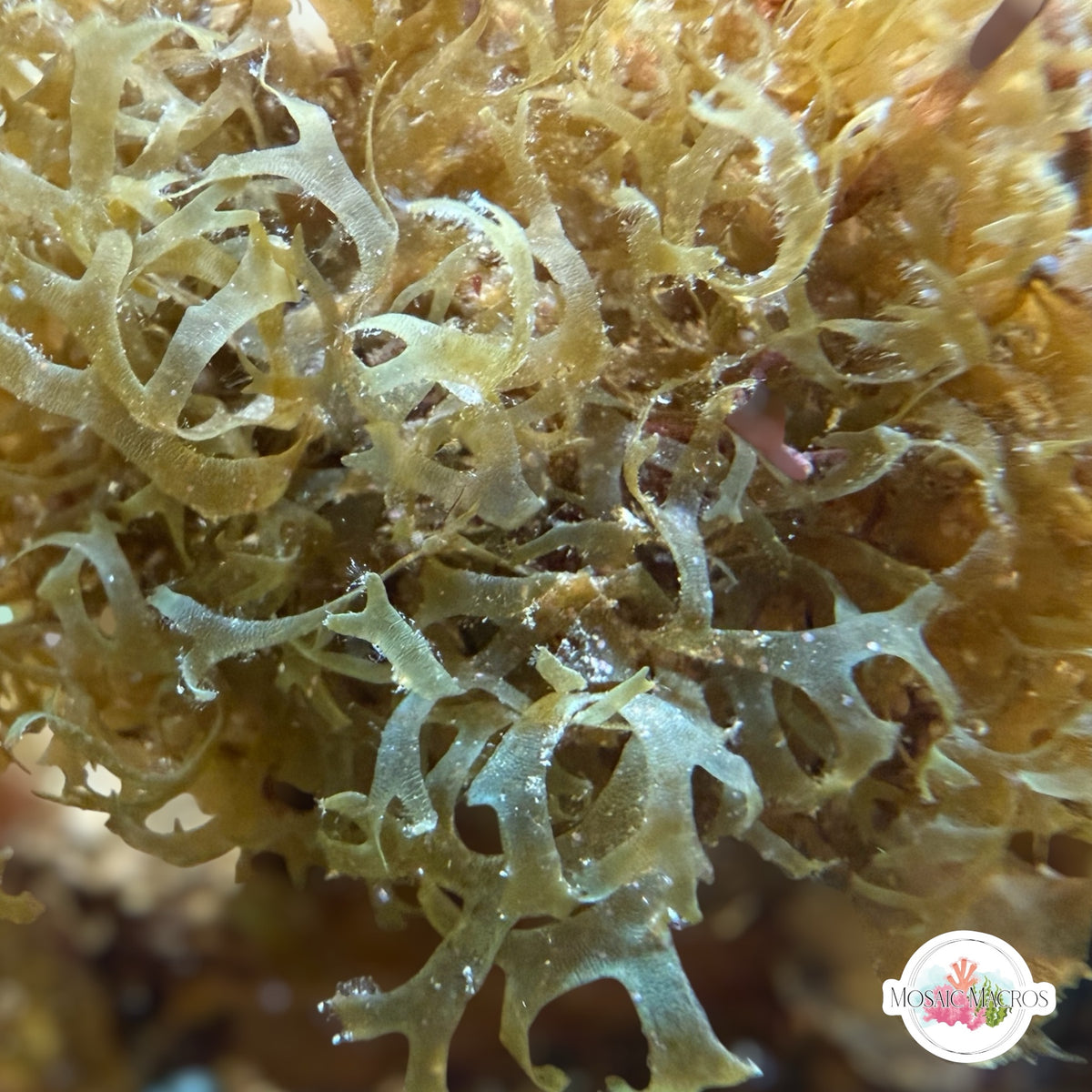 Iridescent Forked Macroalgae | Dictyota sp. – MosaicMacros
