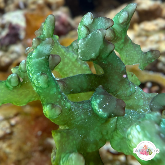 Red & Green Rainbow Finger Macroalgae | Unknown sp