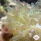 Gelatinous Bush Macroalgae | Unknown sp.